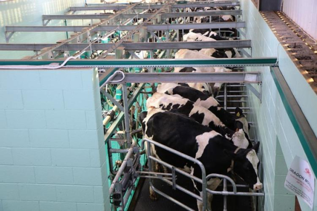 Ahol néhány hónapja tejhiány volt, most egy termelő napi 2500 liter tejet kénytelen kiönteni