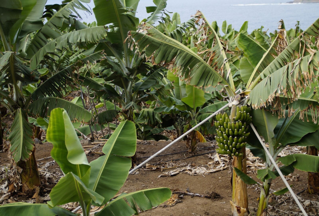 Ítéletidő sújtja a perui banánültetvényeket