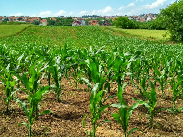 Újra bíznak a kukoricában a termelők