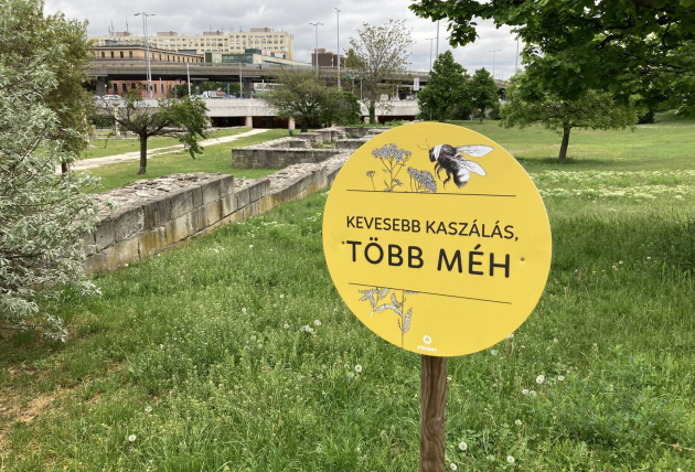 A városi méhlegelők hatásait vizsgálják Szegeden