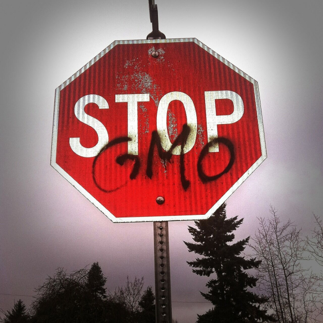 Az EU enyhítené a GMO növényekre vonatkozó korlátozásokat
