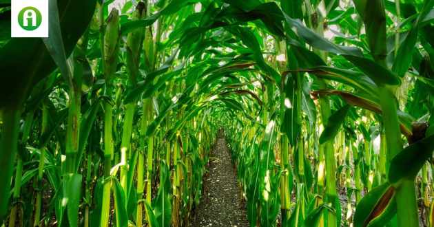 Labirintus: ezt a kukoricatáblát legálisan taposhatják tömegek