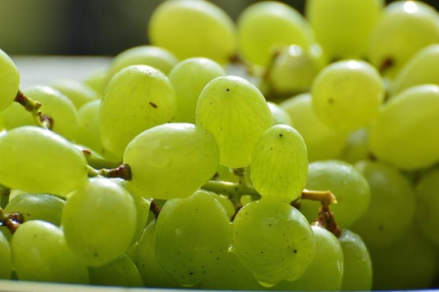 Több, mint 200-fajta csemegeszőlőt mutattak be Pécsen