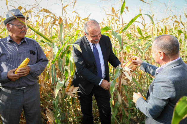 Érik a magyar kukoricafajta Kirgizisztánban
