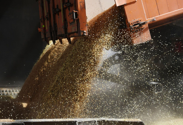 A kukoricának köszönhetően rekord gabonatermés várható