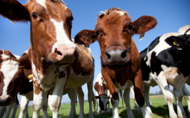 11 milliárd forint támogatás érkezik a tejtermelő és hízottbika-tartóknak
