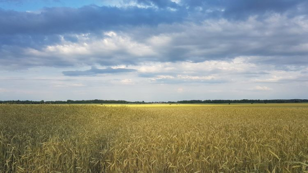 Románia nem tiltja az ukrán gabonaimportot, hanem megállapodást kötött