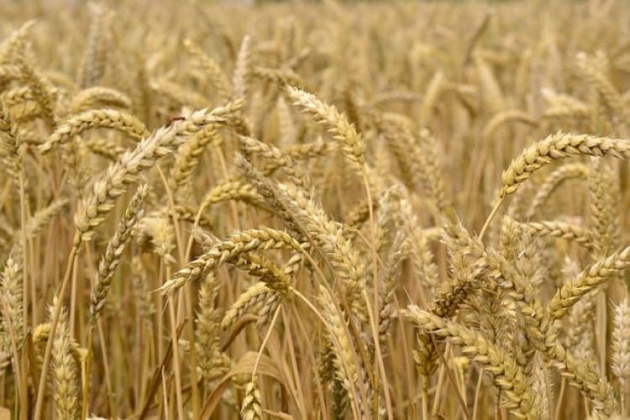 Az ukrán gabonatermelés és export csökkenése várható