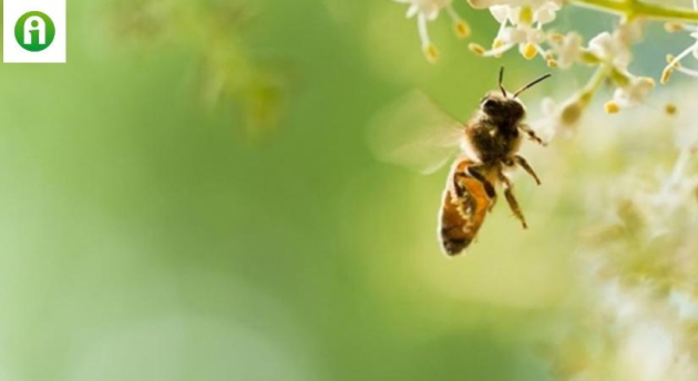 Új, környezetbarát készítmény lehet a méhek megmentője
