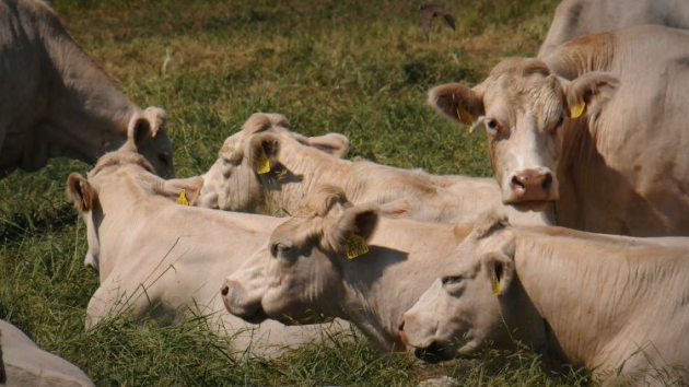 Az EU kivette a szarvasmarhatelepeket a kibocsátási tervből