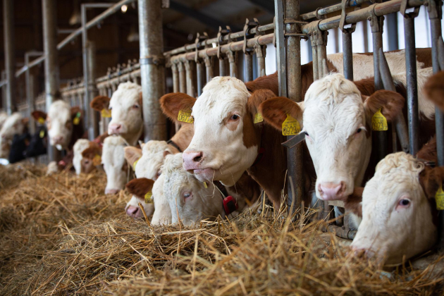 Decemberben további jelentős összegek segítik a tejágazatot