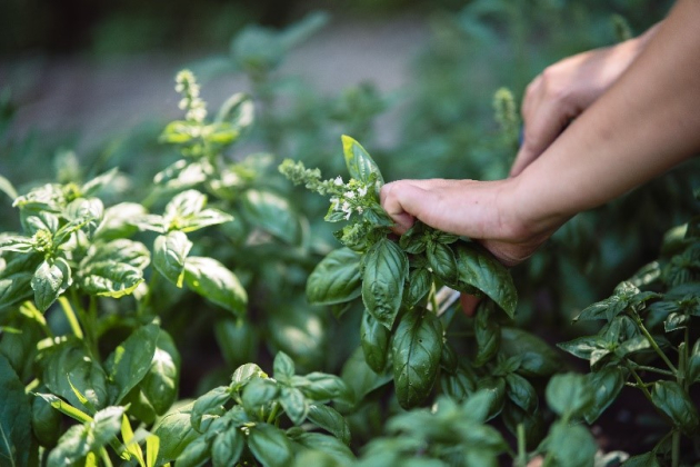 Fűszer Arborétum a Corteva Agriscience támogatásával