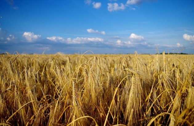 A lengyel agrártárca egyik vezetője az ukrán agrárimport 20 évre szóló betiltását javasolja